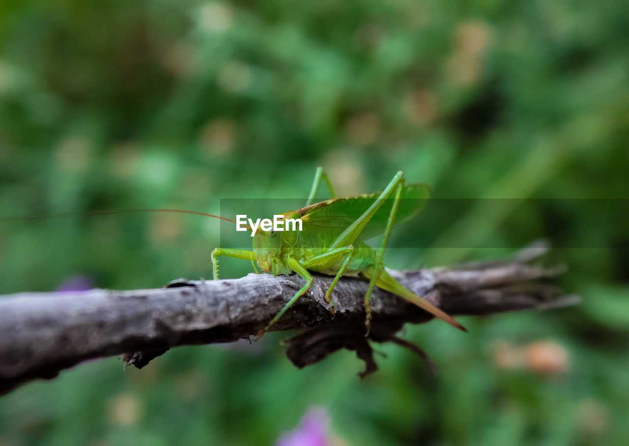 animal themes, animal wildlife, animal, one animal, wildlife, insect, grasshopper, nature, close-up, plant, green, macro photography, no people, focus on foreground, animal body part, outdoors, day, tree, plant part, leaf, branch, environment, cricket