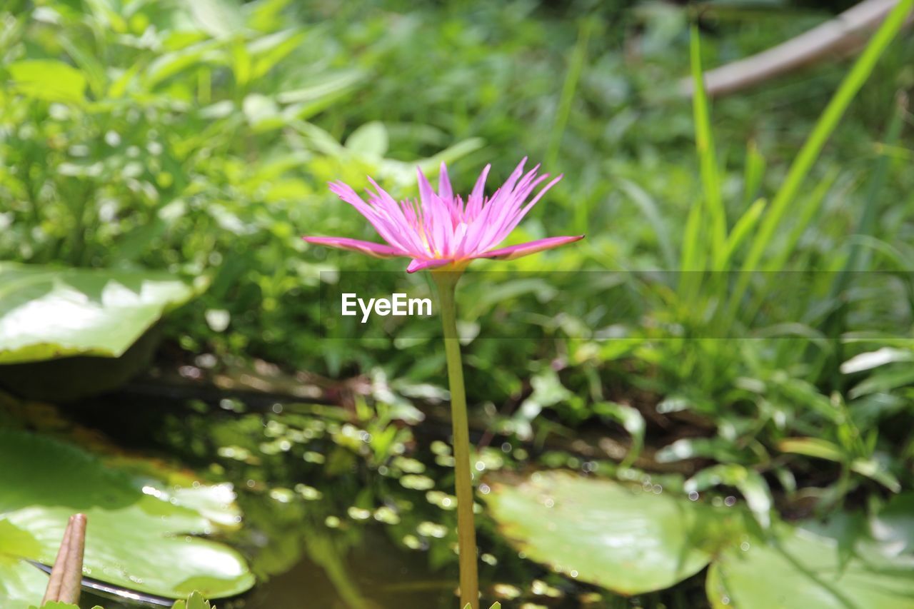 CLOSE-UP OF PINK FLOWER BLOOMING OUTDOORS