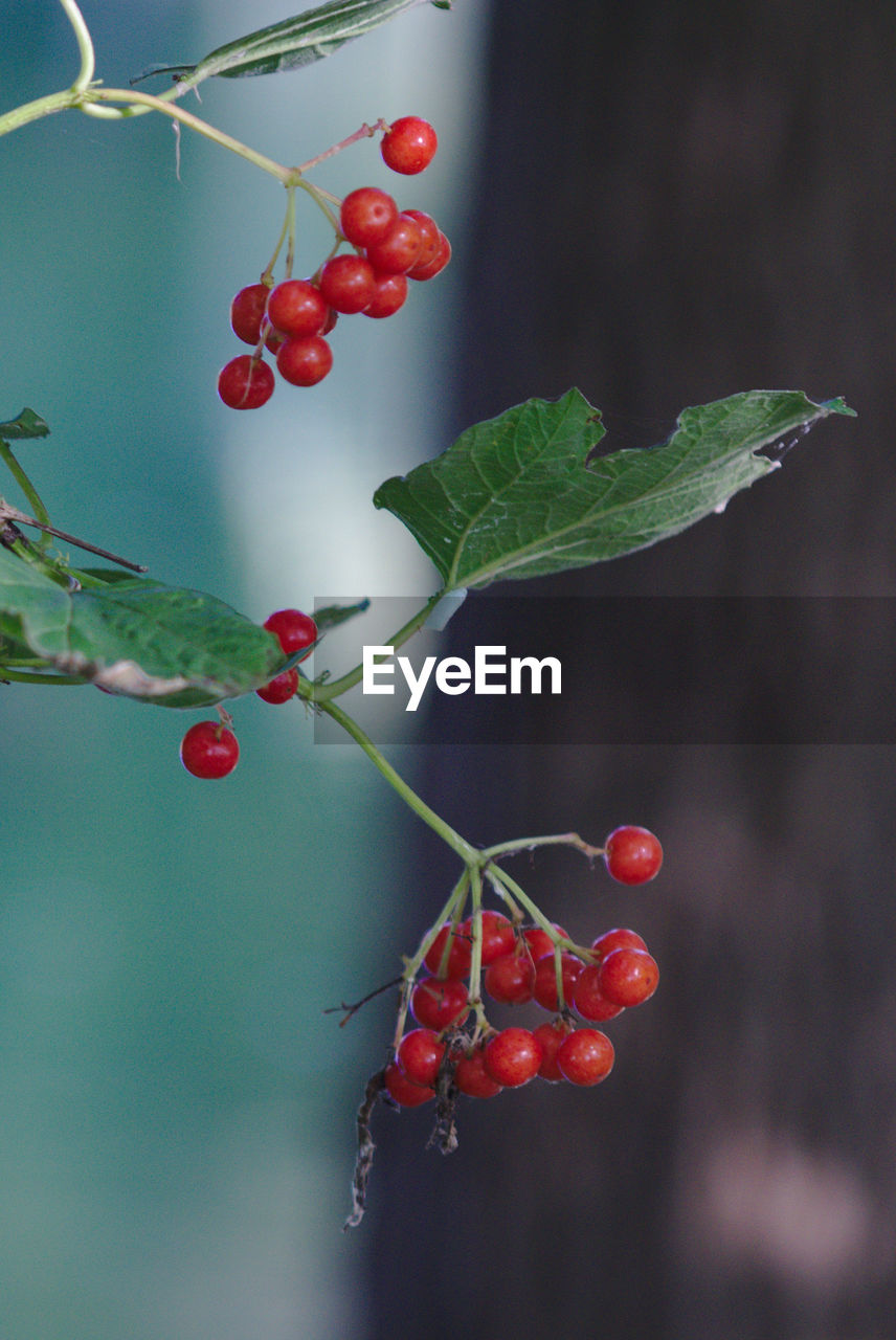 Close-up of red berries growing on tree