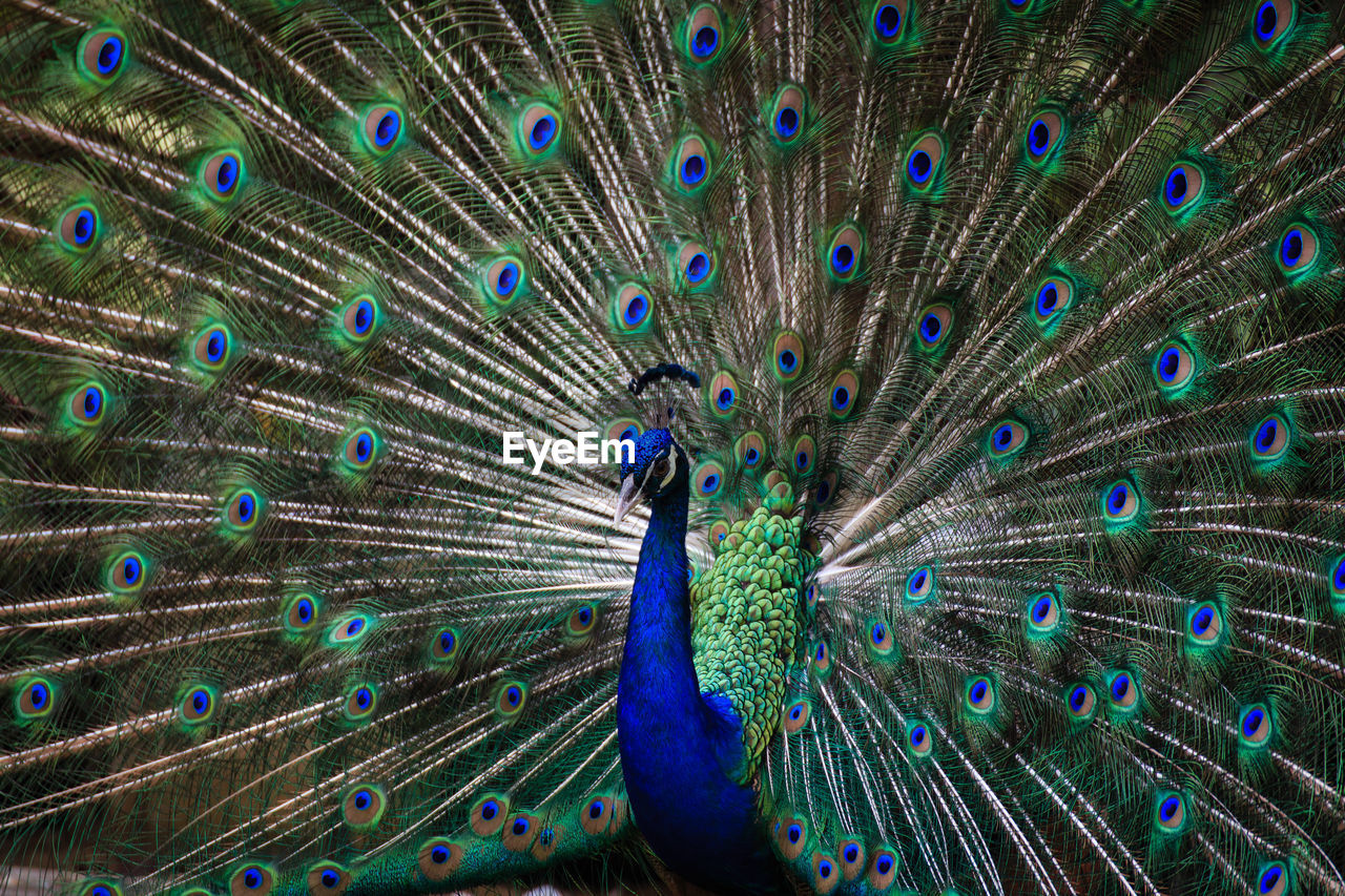 Close-up of peacock