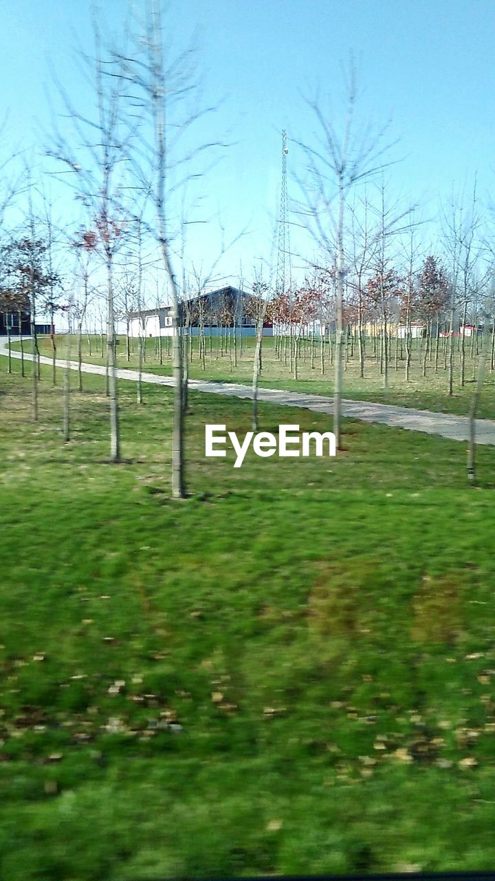 TREES ON GRASSY FIELD IN PARK