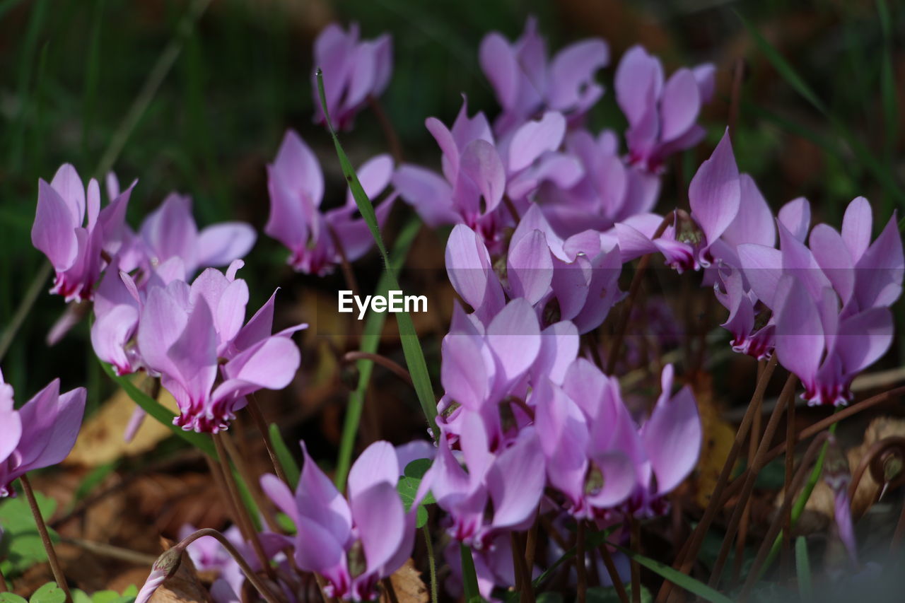 Close-up of pink flowering plants on field