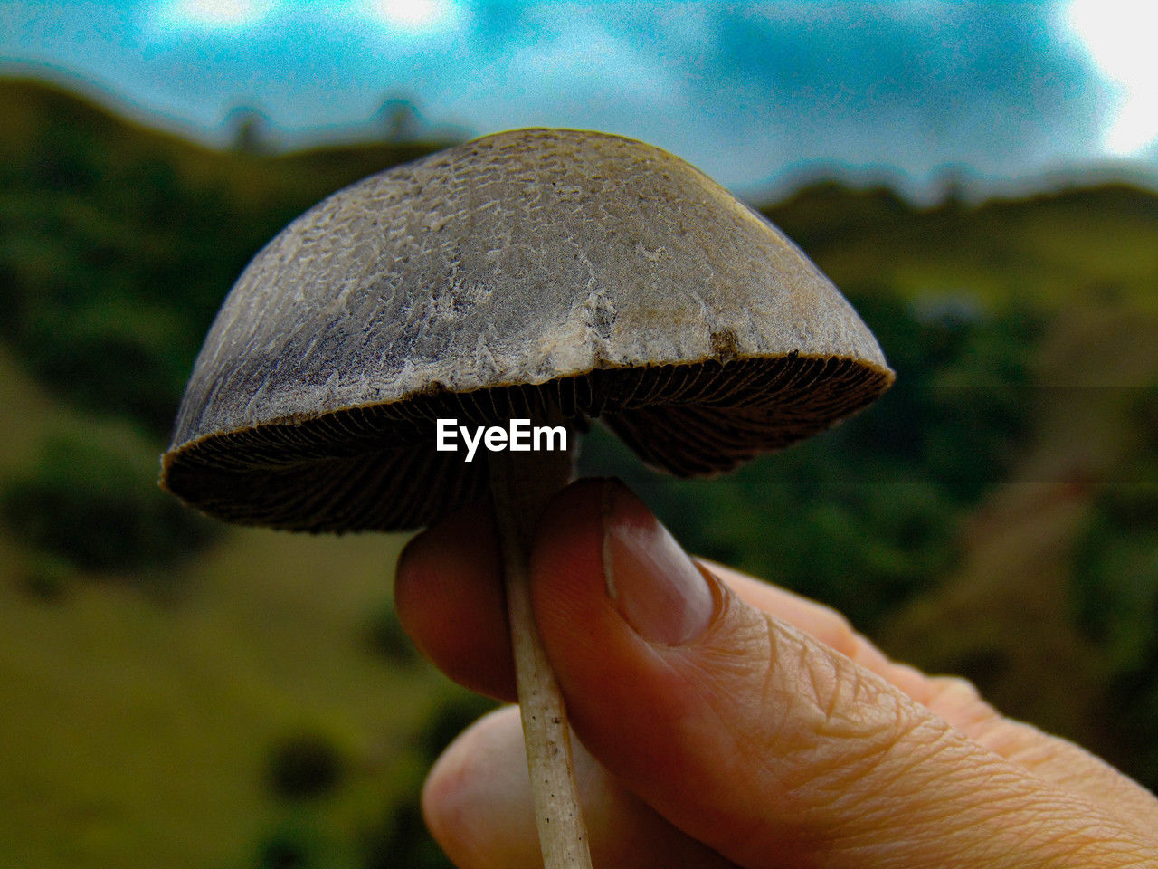 cropped hand of person holding mushroom