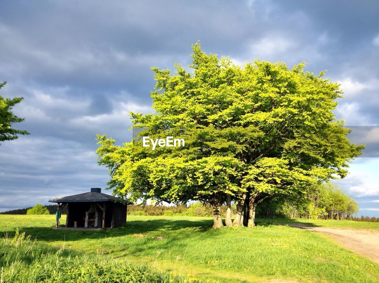 TREES ON GRASSY FIELD AGAINST CLOUDY SKY