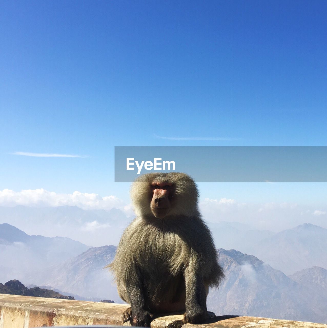 Baboon on wall against mountains