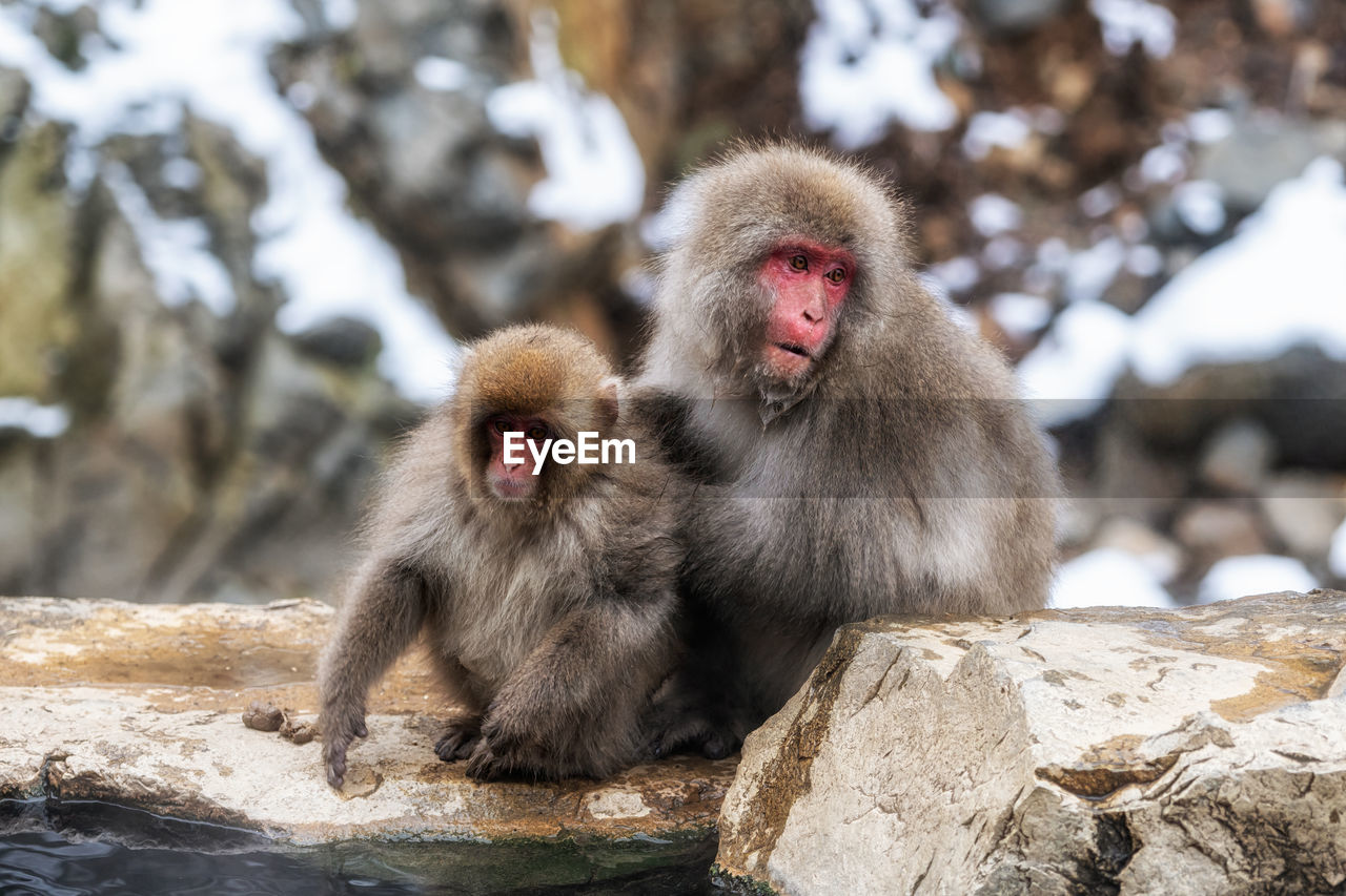 monkey, animal, animal themes, macaque, primate, animal wildlife, wildlife, mammal, old world monkey, cold temperature, group of animals, winter, snow, nature, rock, hot spring, water, two animals, sitting, outdoors, focus on foreground, no people, day, animal hair, portrait, togetherness, baboon, ape, young animal