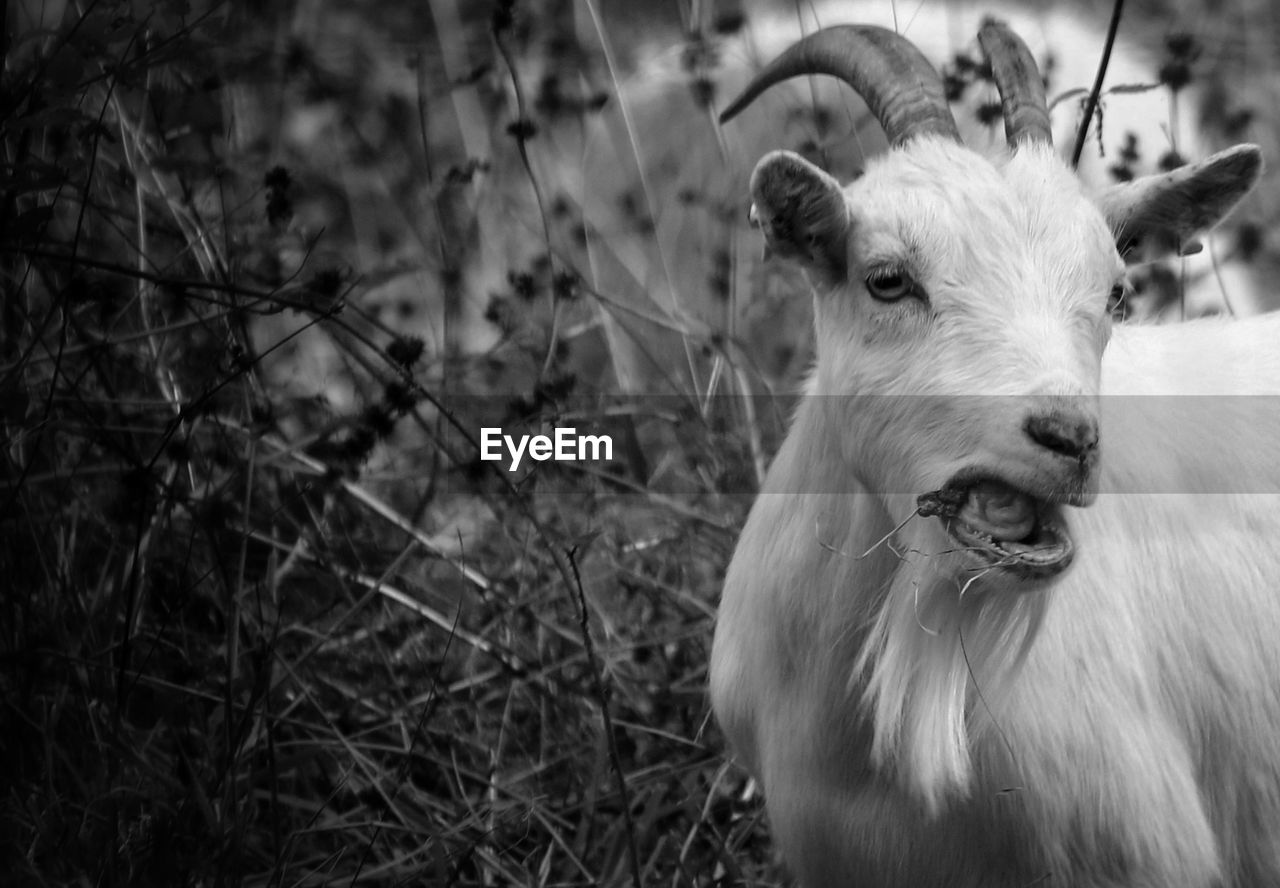 Close-up portrait of sheep on field