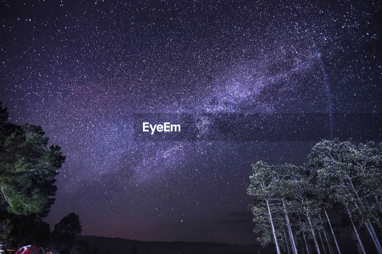 Low angle view of trees against sky at night