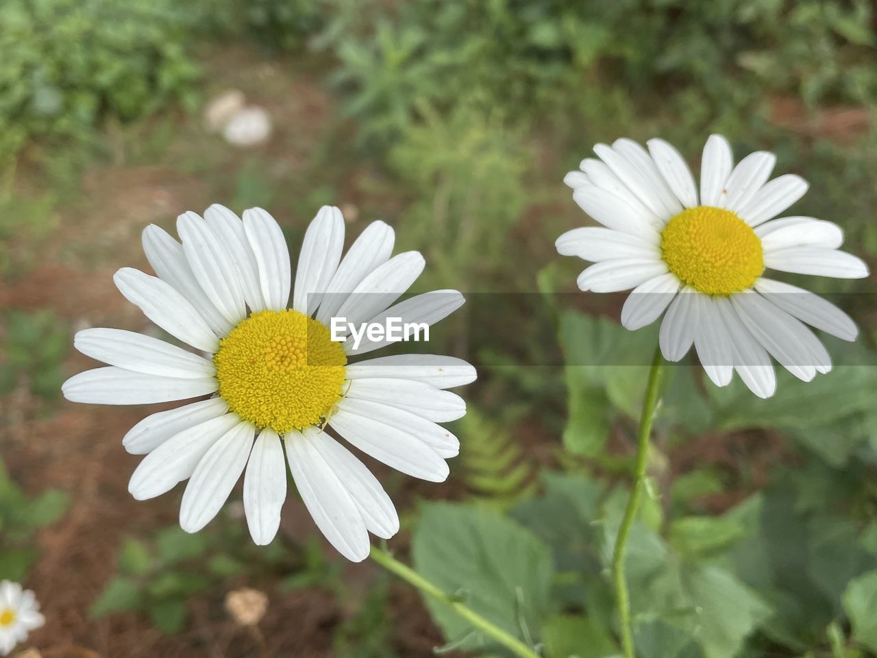 flower, flowering plant, plant, freshness, beauty in nature, flower head, petal, daisy, growth, inflorescence, fragility, nature, close-up, white, pollen, yellow, focus on foreground, no people, botany, springtime, outdoors, blossom, summer, wildflower, day, herb, field, tranquility