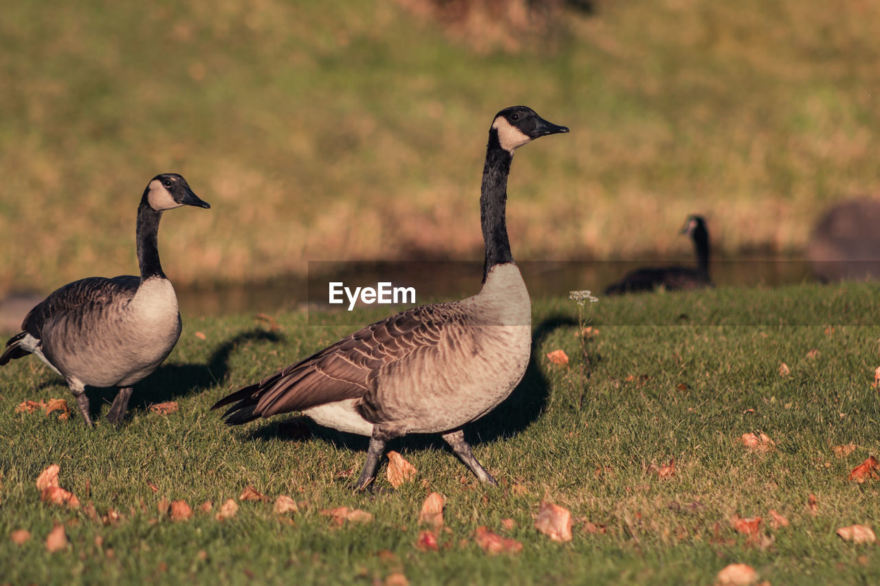 Canada geese perching on field
