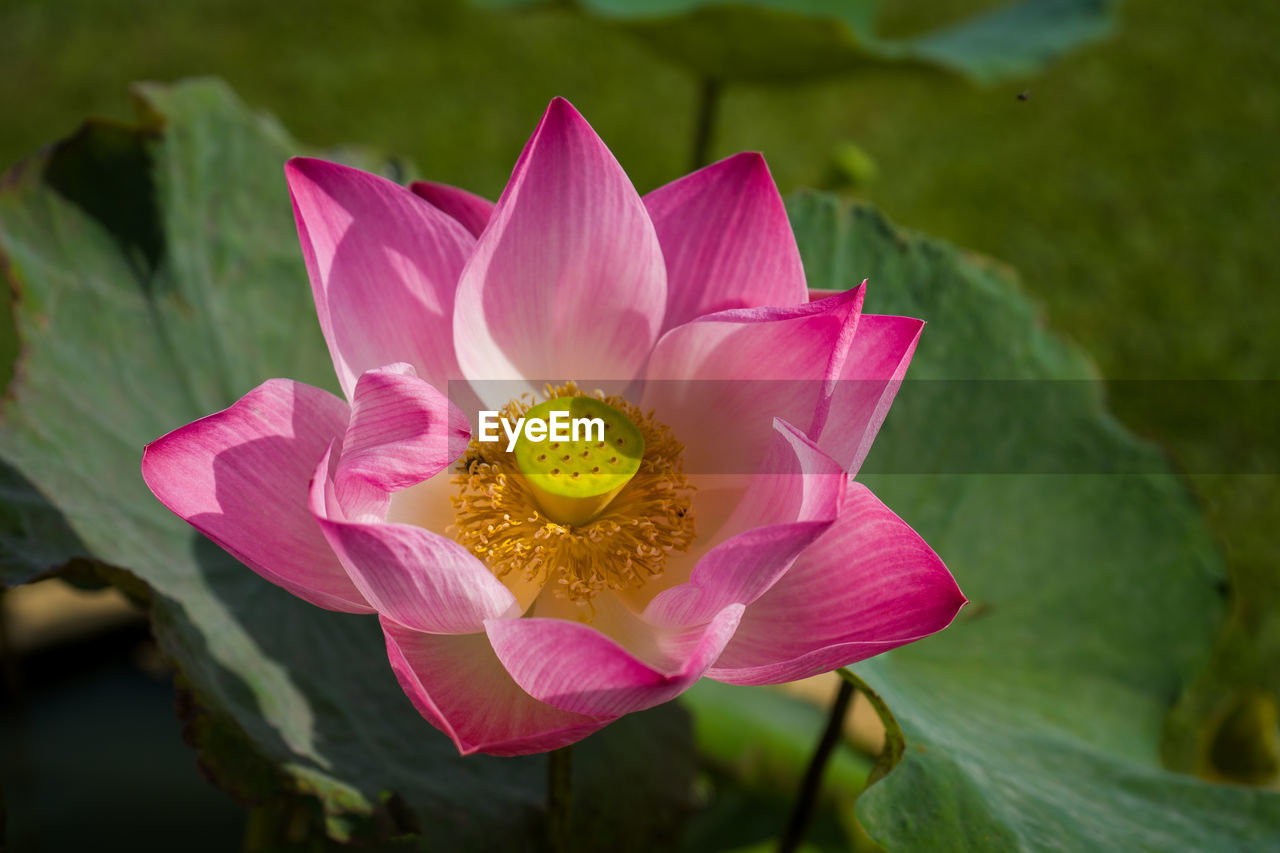 flower, flowering plant, plant, beauty in nature, aquatic plant, freshness, pink, petal, water lily, flower head, leaf, nature, proteales, plant part, inflorescence, close-up, lotus water lily, fragility, macro photography, pollen, water, lily, pond, growth, no people, outdoors, magenta, focus on foreground, blossom, springtime, yellow
