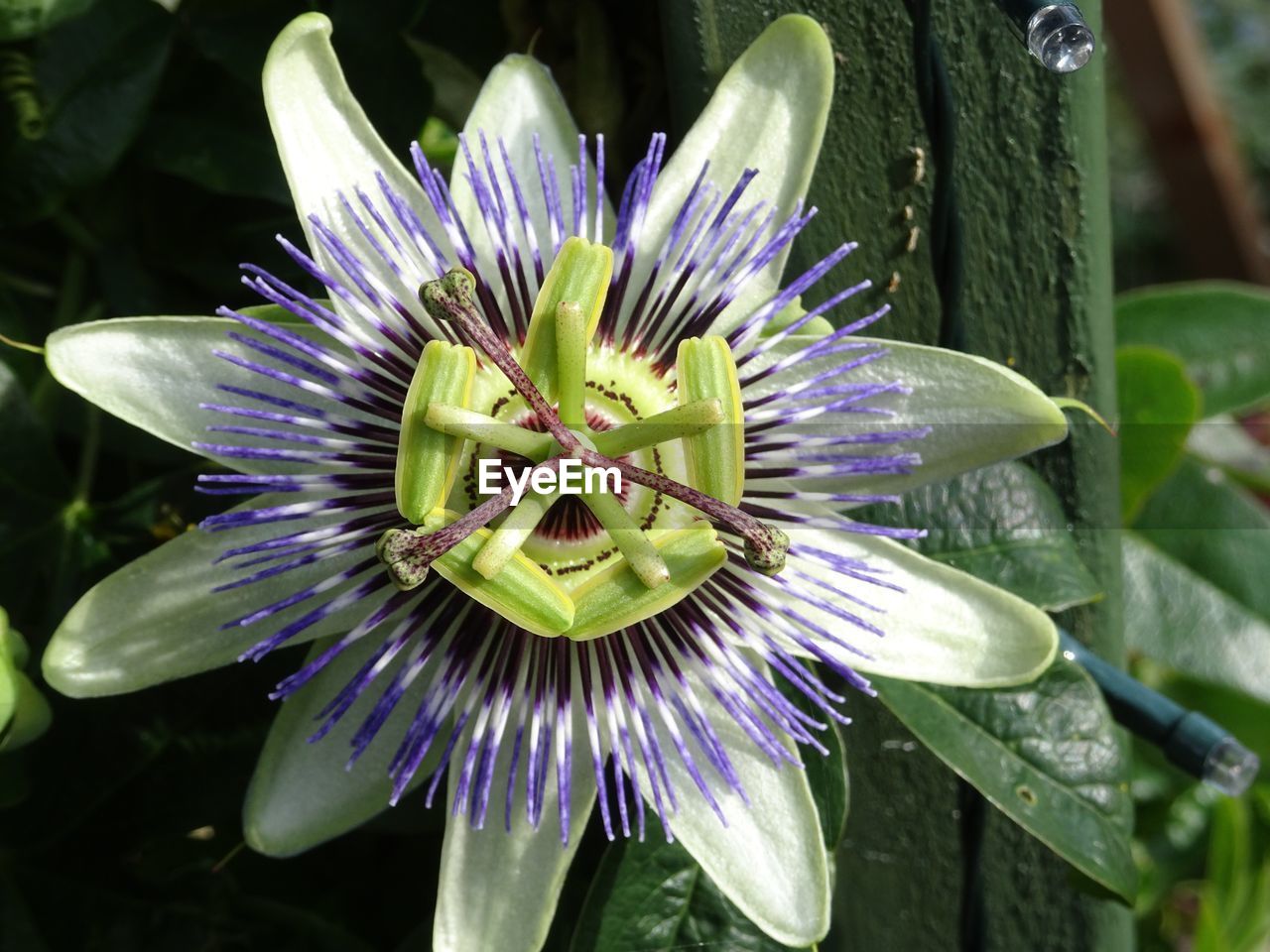 CLOSE-UP OF PURPLE FLOWER BLOOMING IN PARK