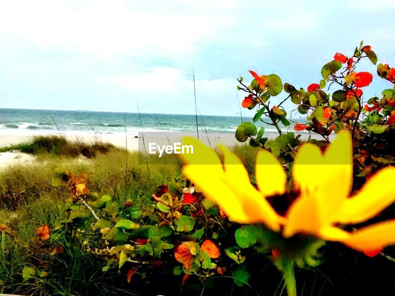 Close-up of flower with plant at seaside