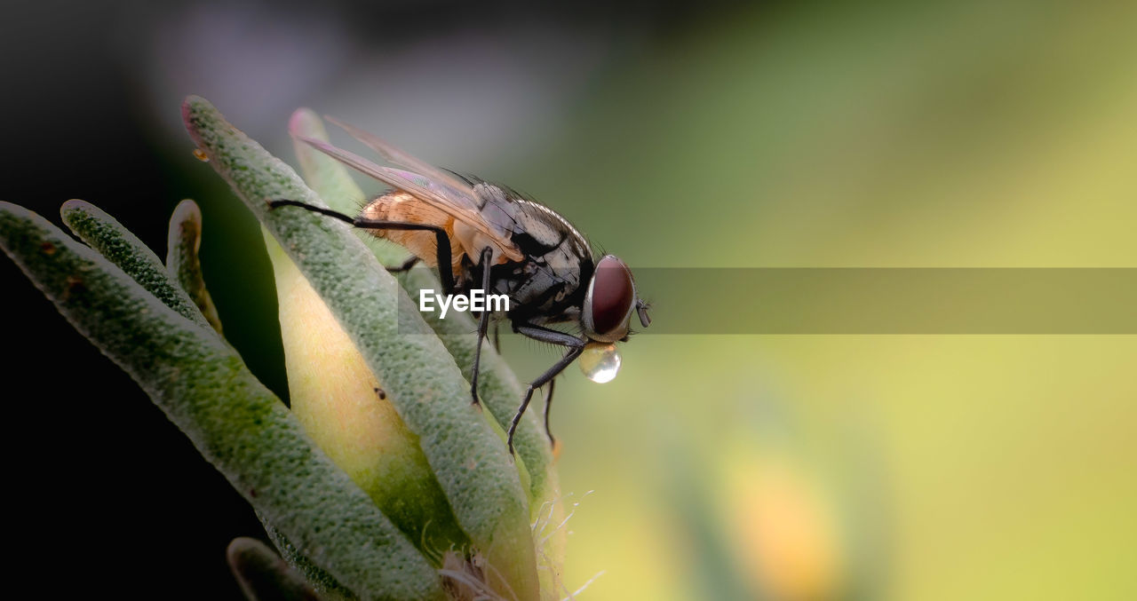 Close-up of a housefly on the plant after the rain.