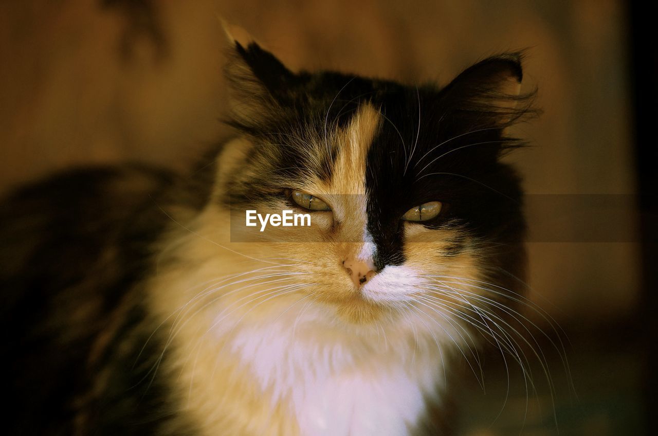 CLOSE-UP PORTRAIT OF CAT WITH EYES