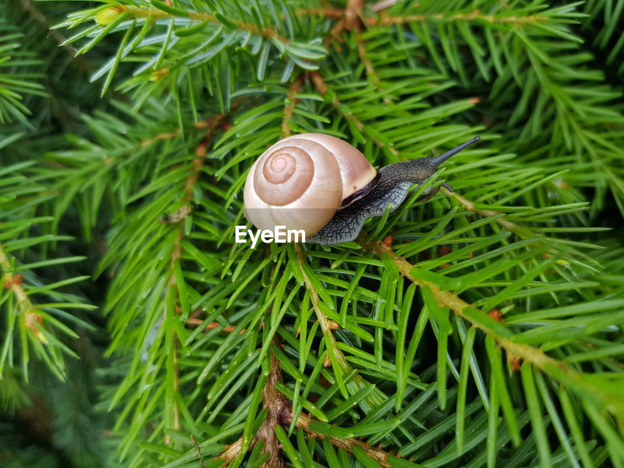 CLOSE-UP OF SNAIL ON PLANT OUTDOORS