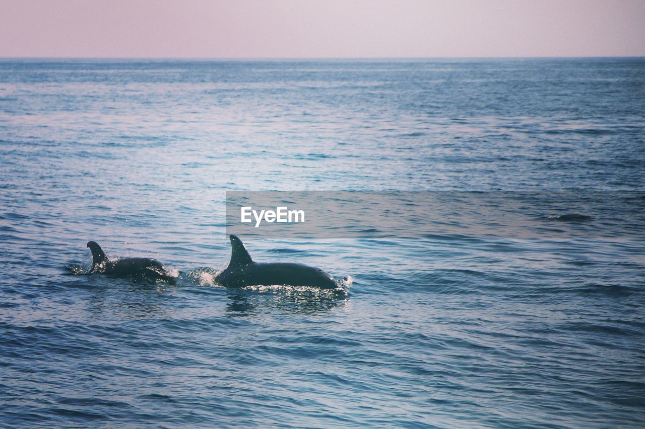 View of dolphin swimming in sea