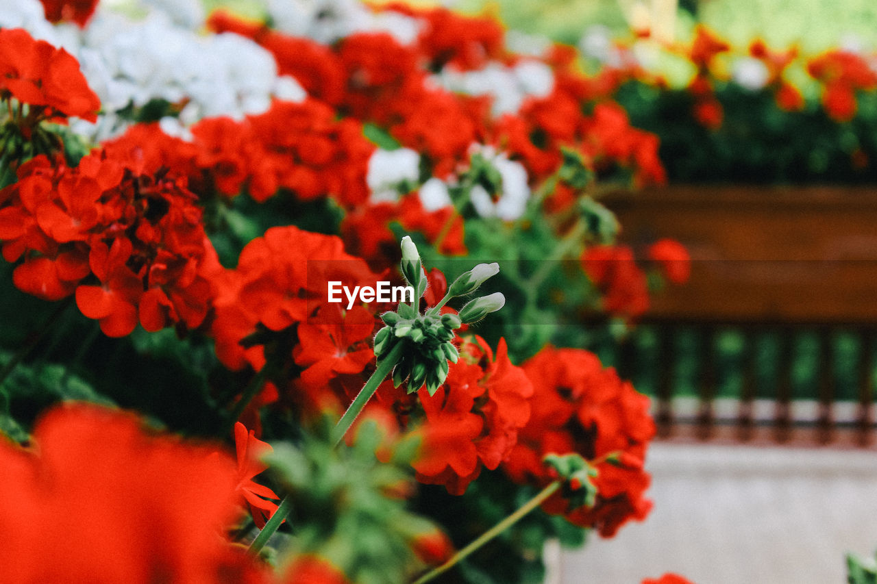 Close-up of red flowering plant