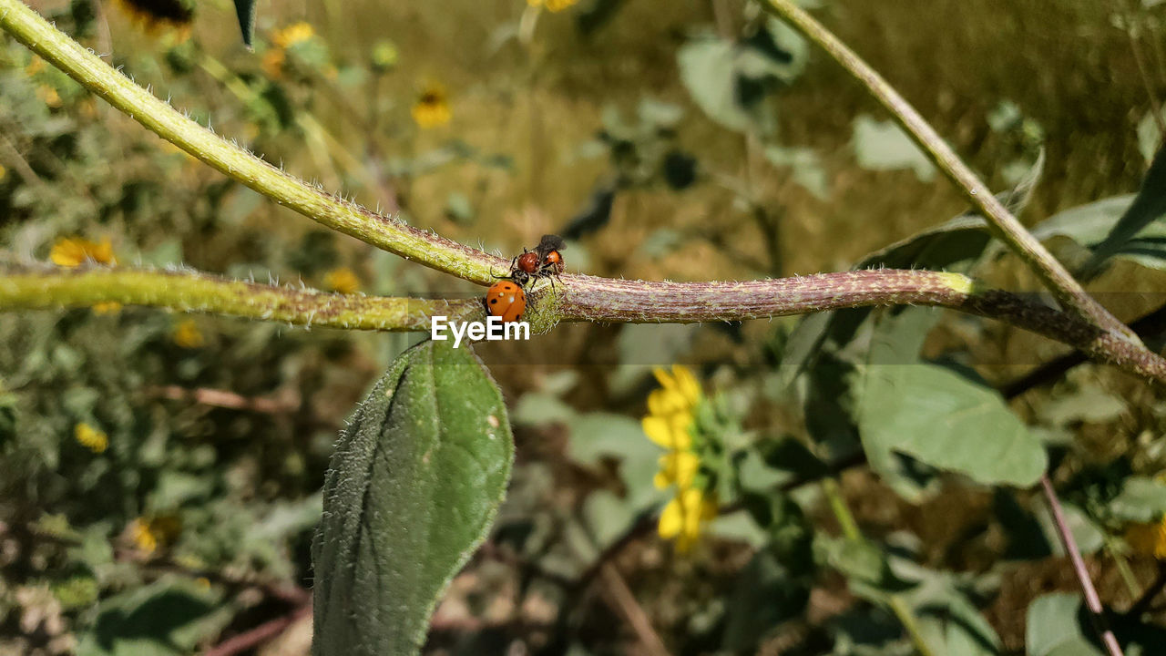 Different insects interact 