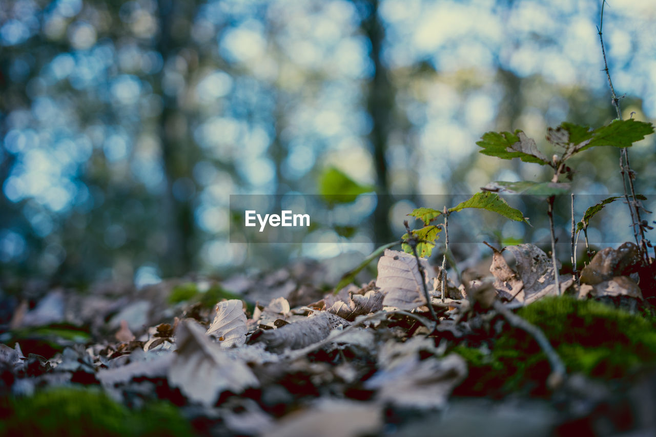 Close-up of leaves on field in forest