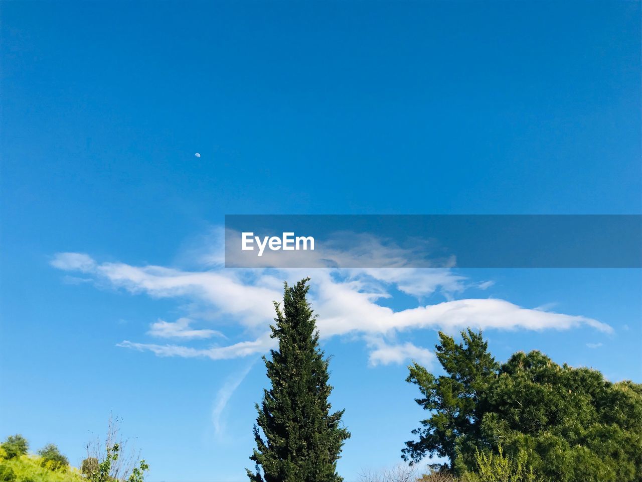 Low angle view of trees against blue sky