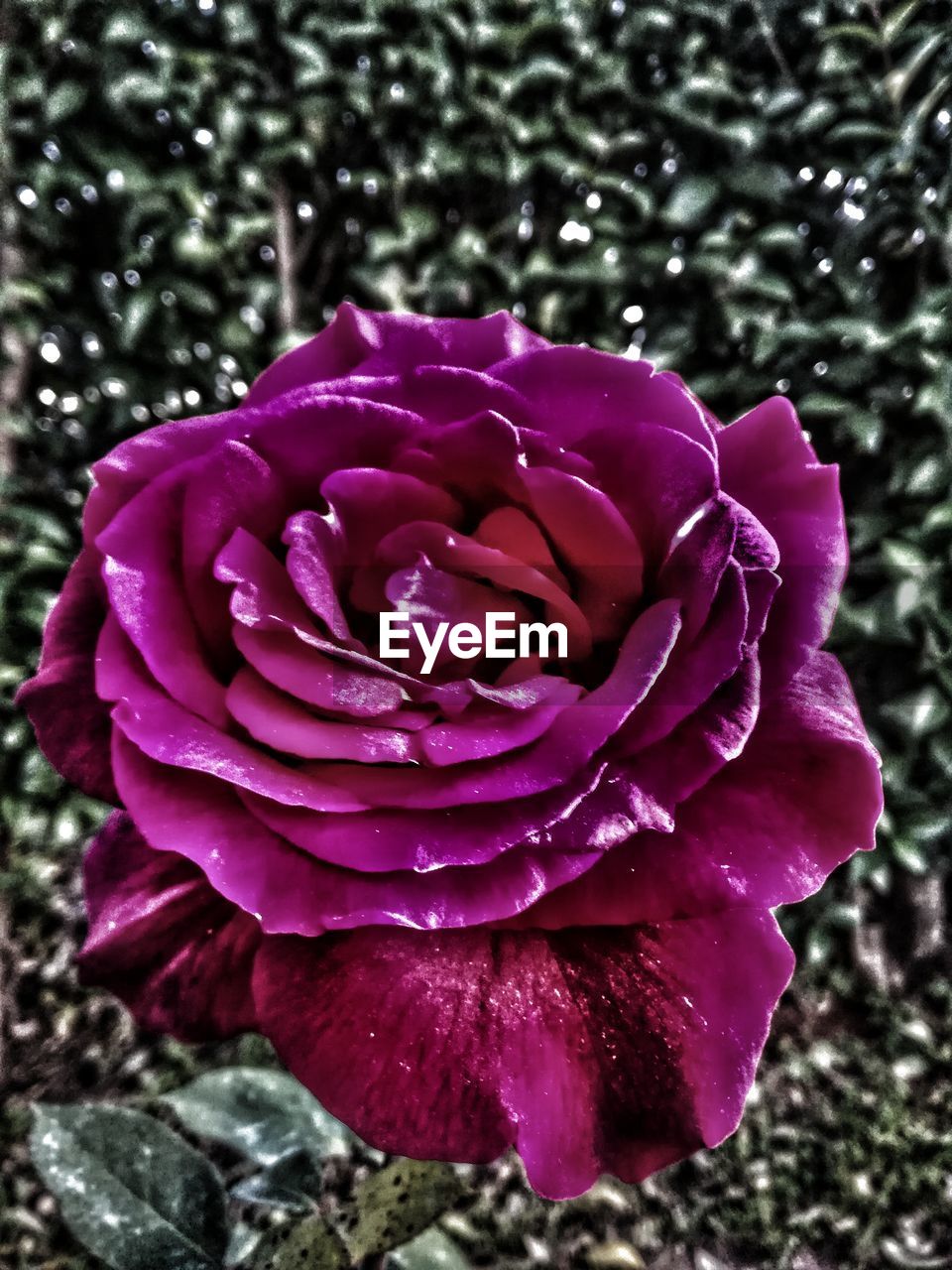 CLOSE-UP OF ROSE BLOOMING OUTDOORS