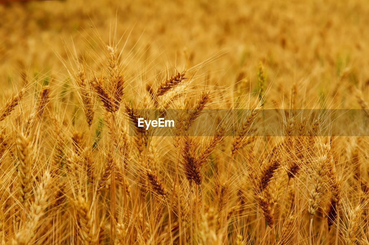 Close-up of wheat field