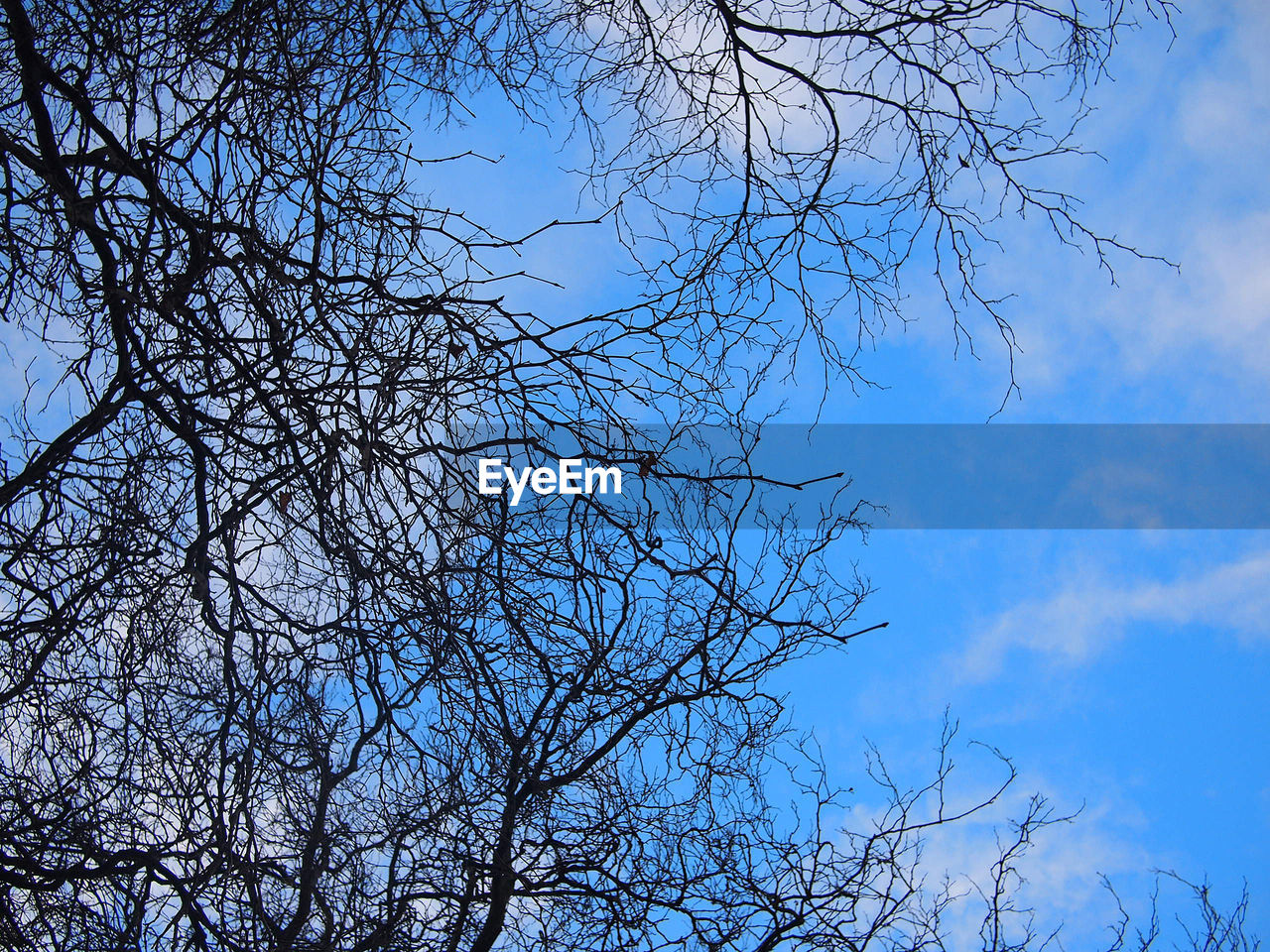 LOW ANGLE VIEW OF TREE AGAINST BLUE SKY