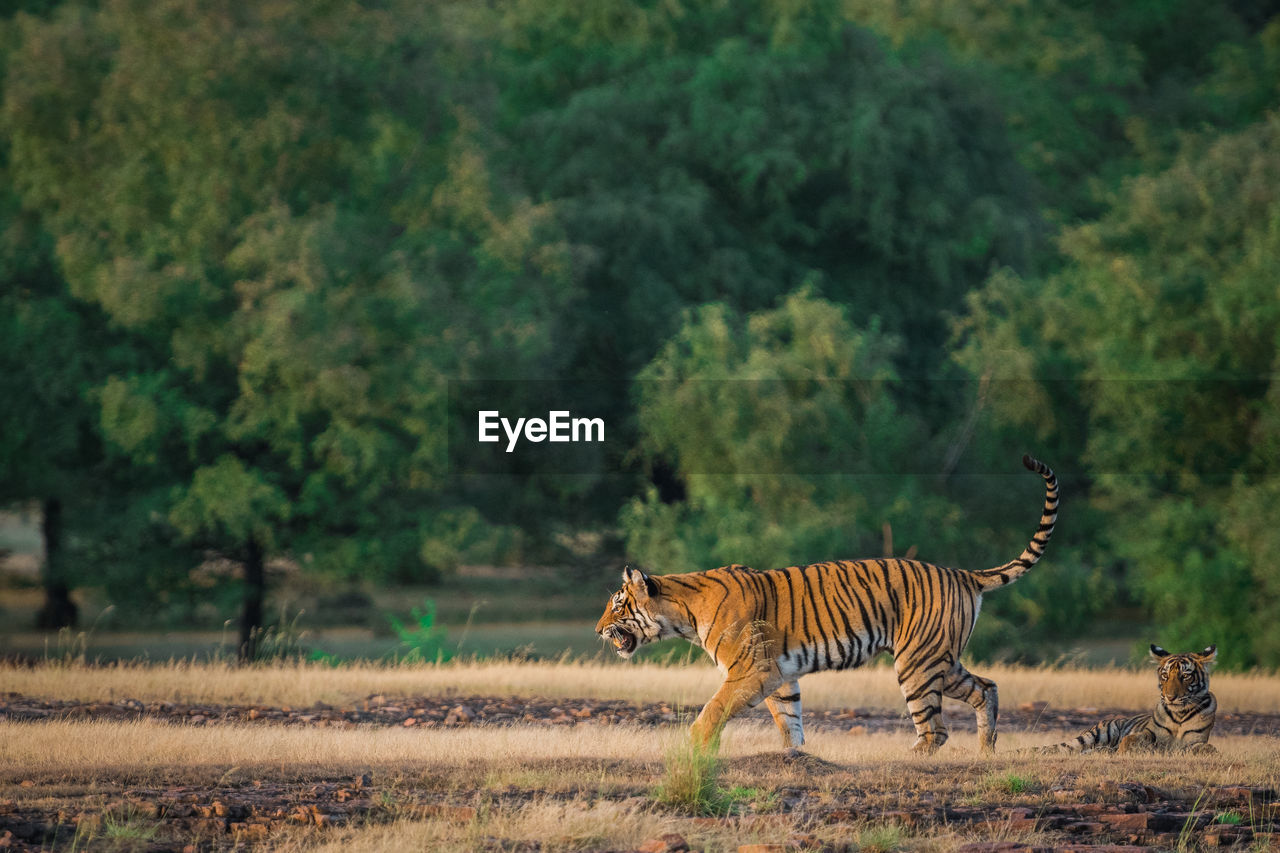 VIEW OF CAT ON GROUND