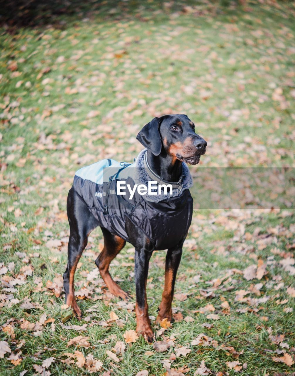 Big black doberman happy pets life concept dog paw 