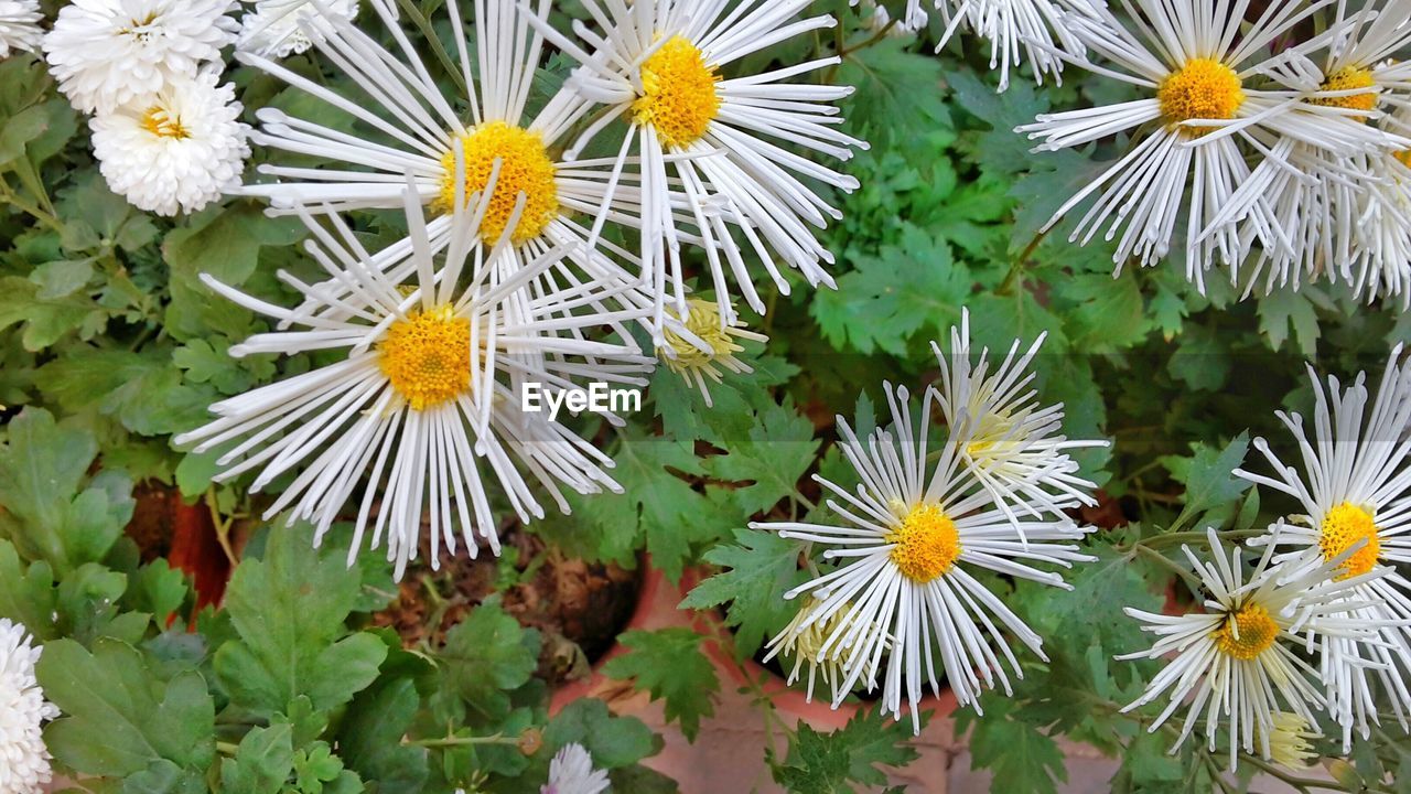 High angle view of white daisies blooming outdoors