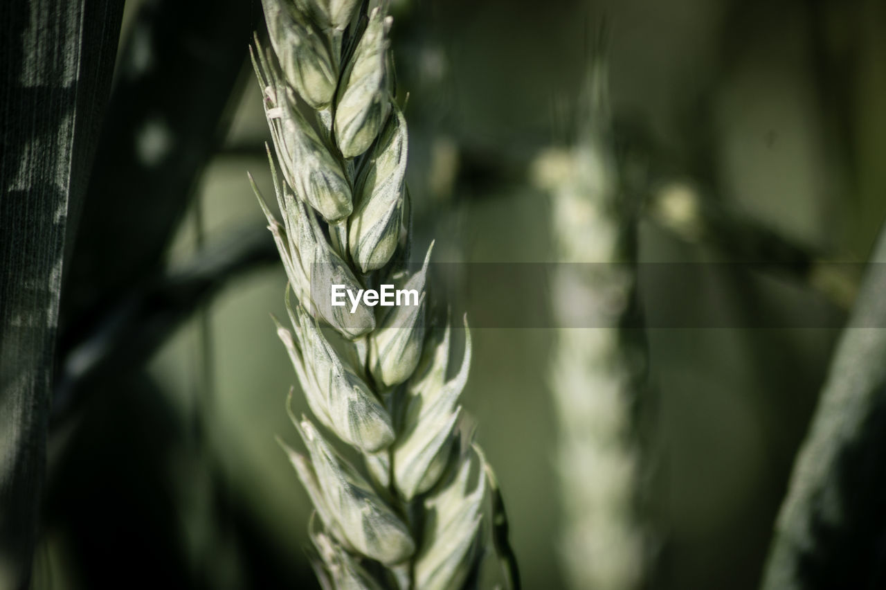 Close-up of crops