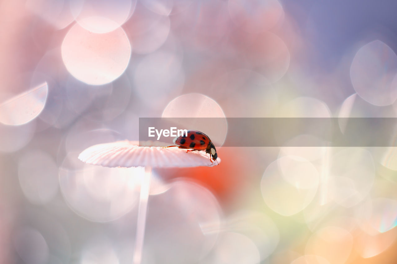 CLOSE-UP OF HOUSEFLY ON FLOWER