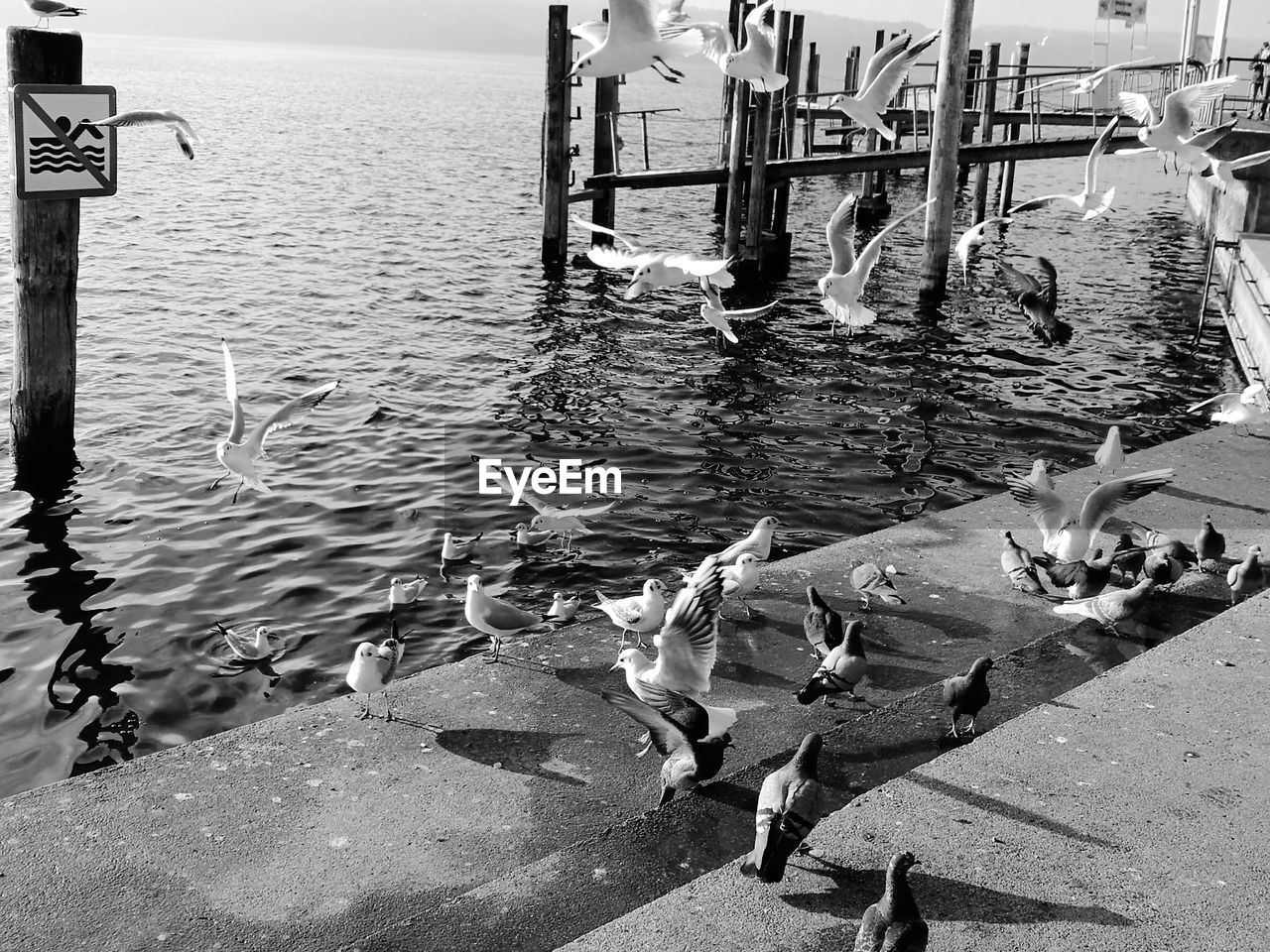 Birds at beach