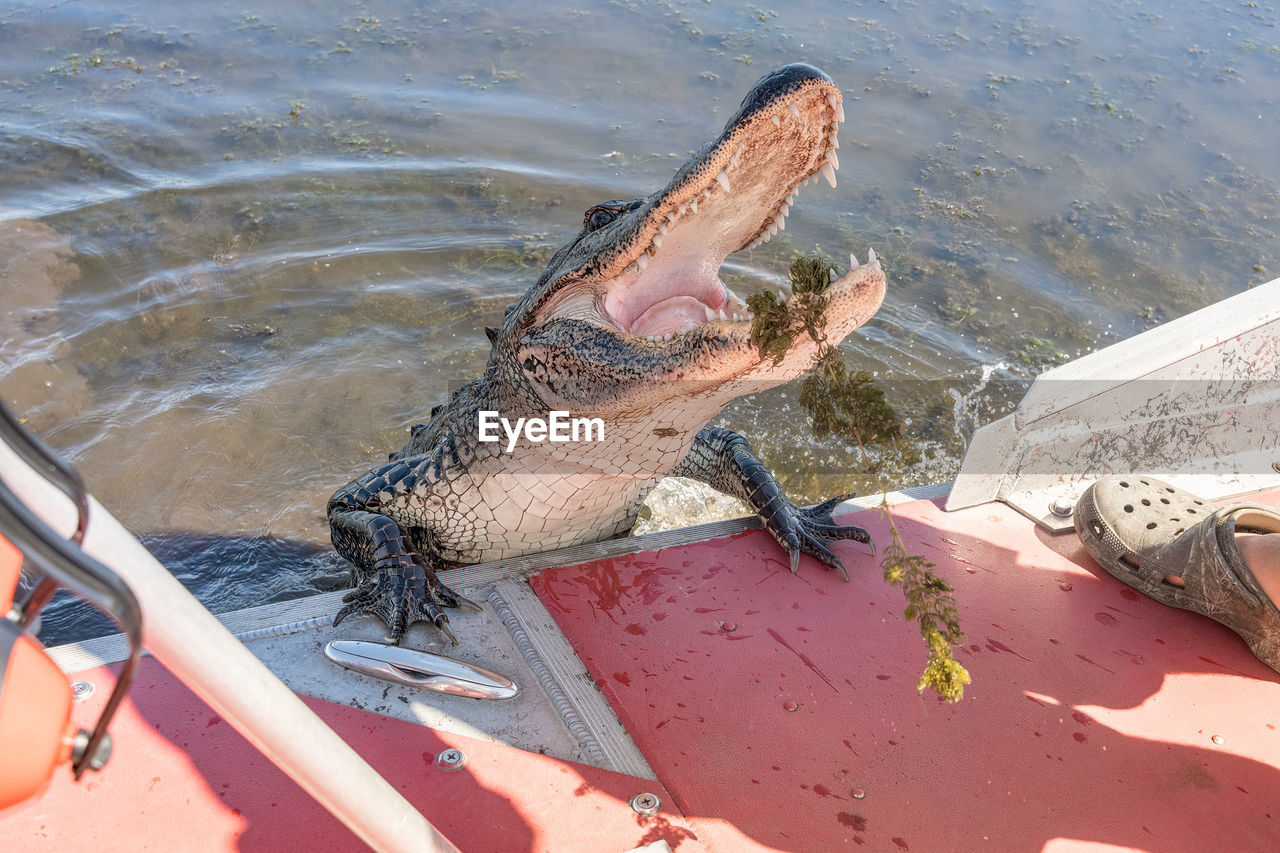Adult american alligator is climbing onto a boat in the rivers of the louisiana bayou