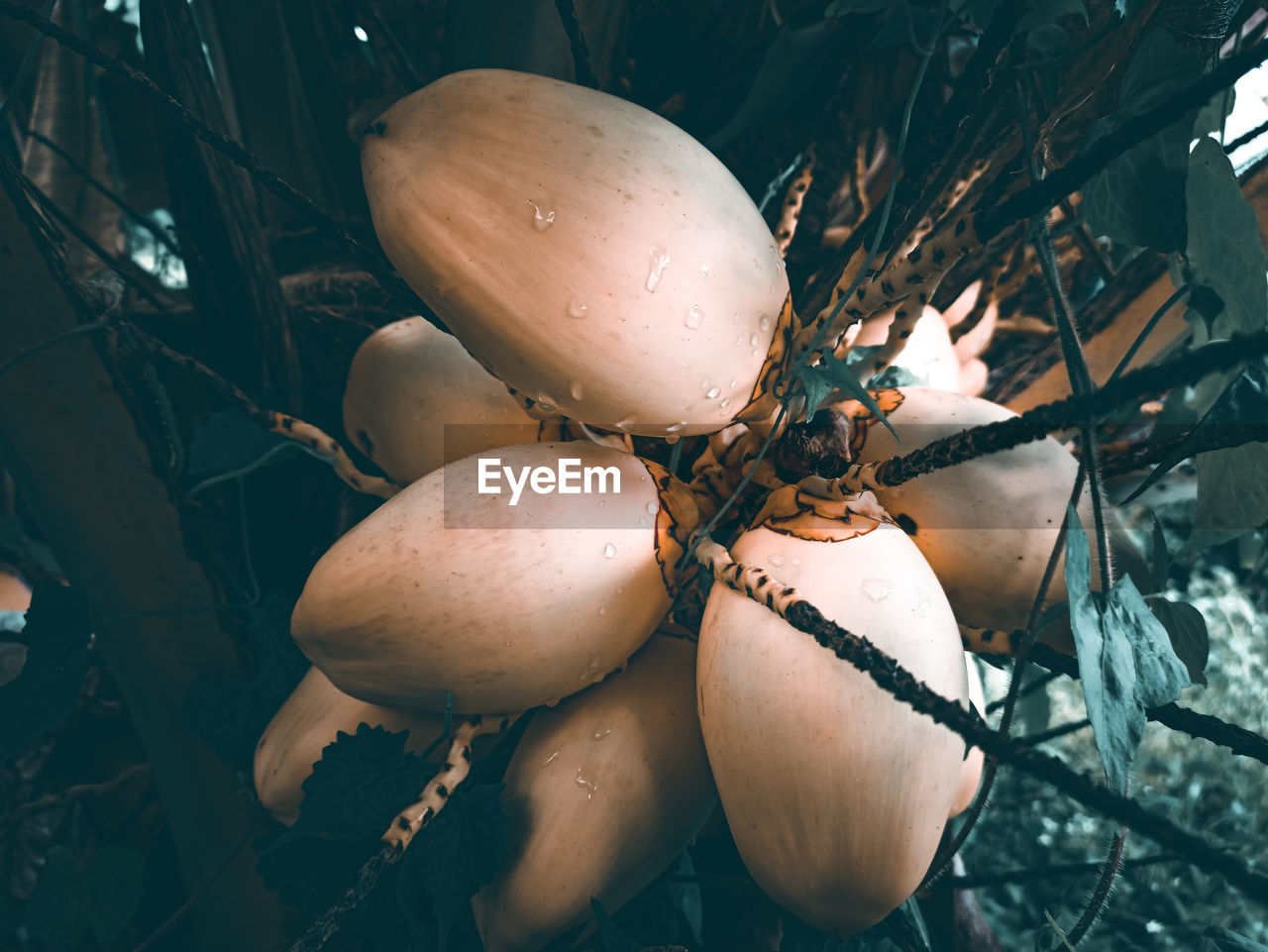 Close-up of yellow coconut