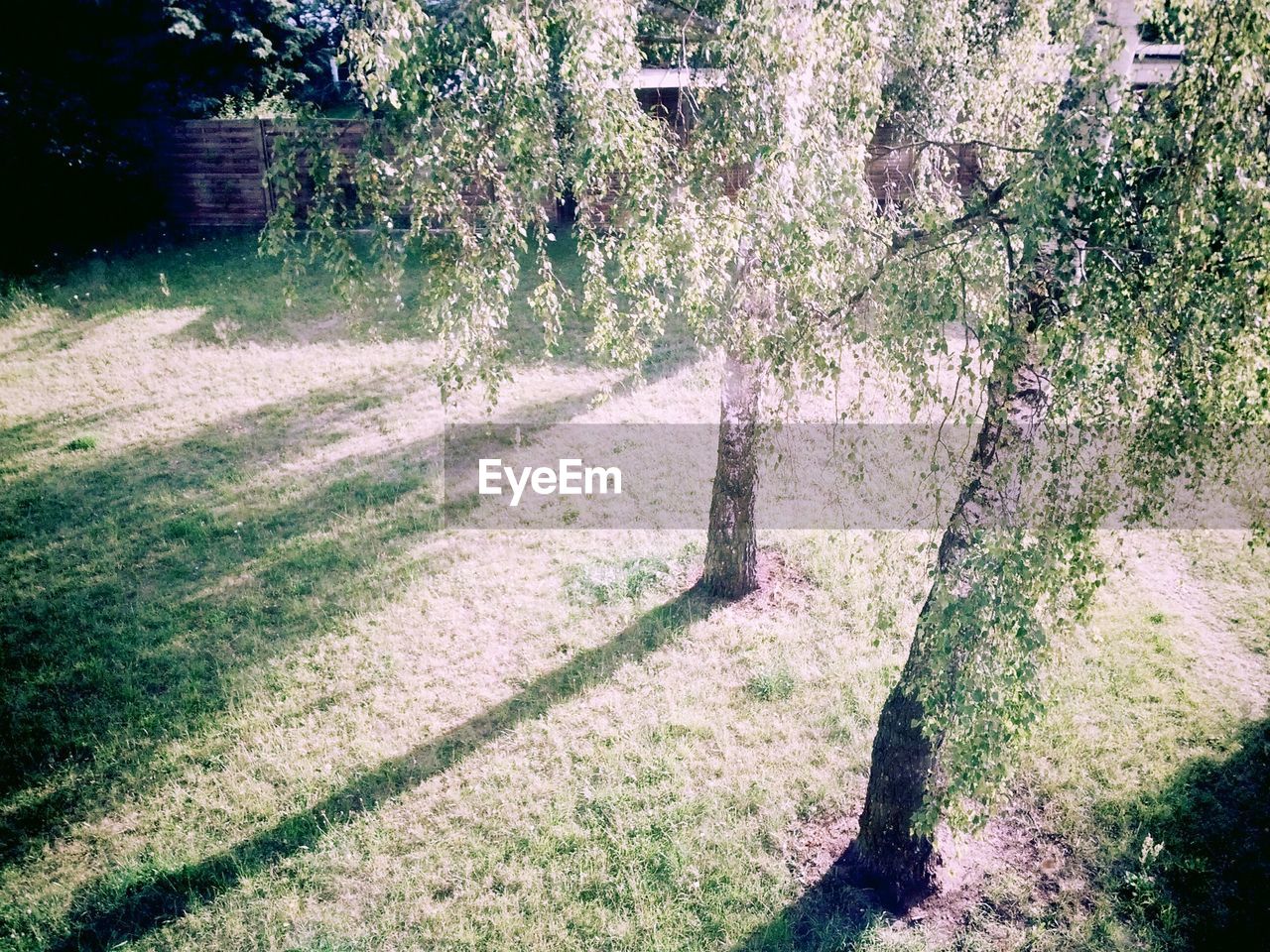 High angle view of trees on grassy field in park