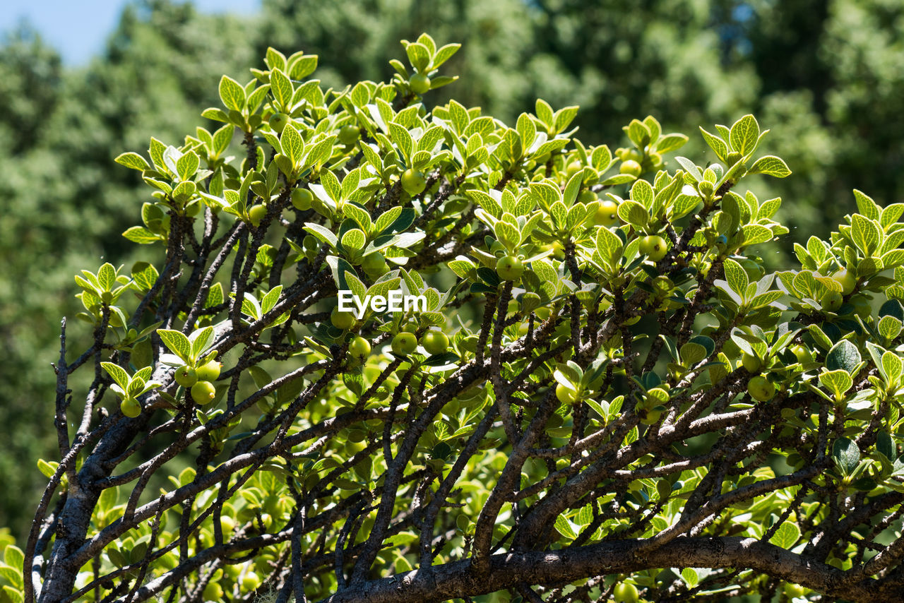 Close-up of green leaves