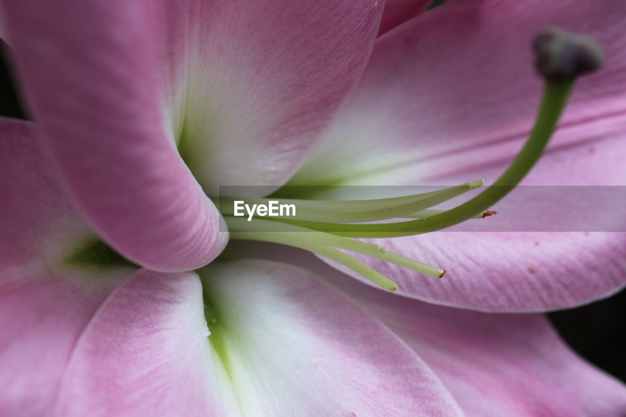 CLOSE-UP OF FRESH PINK ROSE PURPLE FLOWER