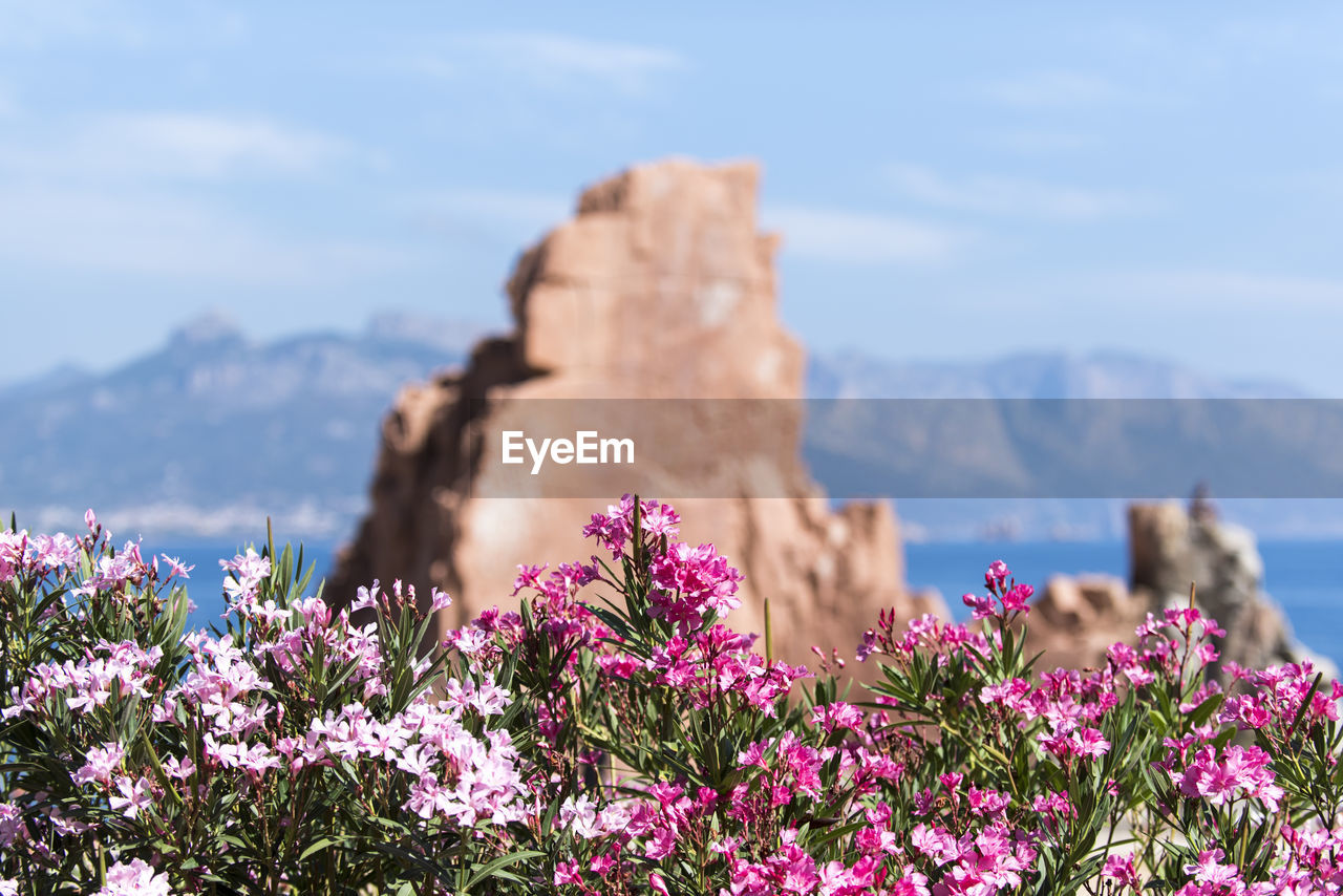 Pink flowering plants on land against red rock and sky. arbatax, italy.