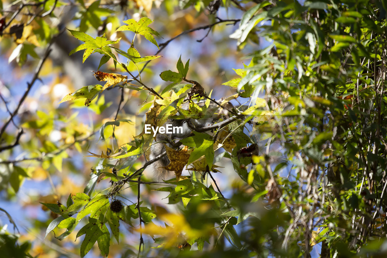Eastern gray squirrel sciurus carolinensis foraging on a sweetgum tree