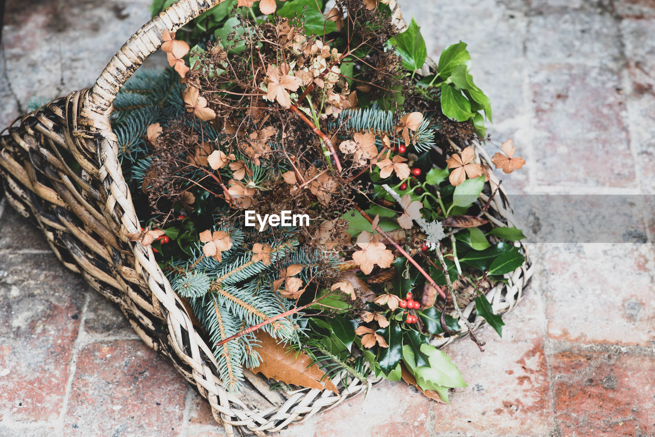 Foraged foliage for christmas wreath making 