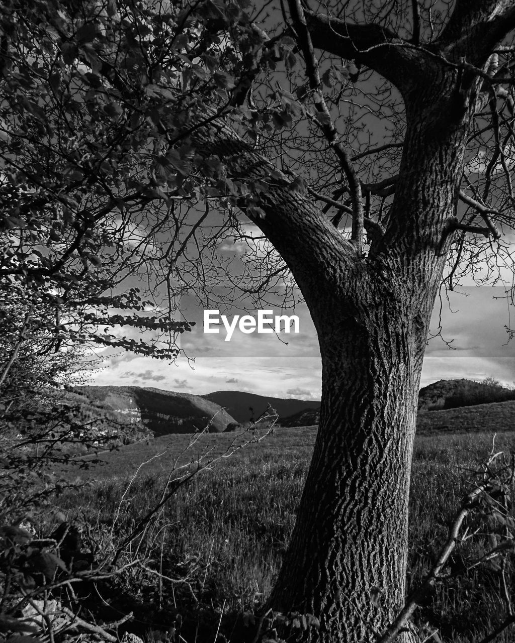 TREE GROWING ON FIELD AGAINST SKY