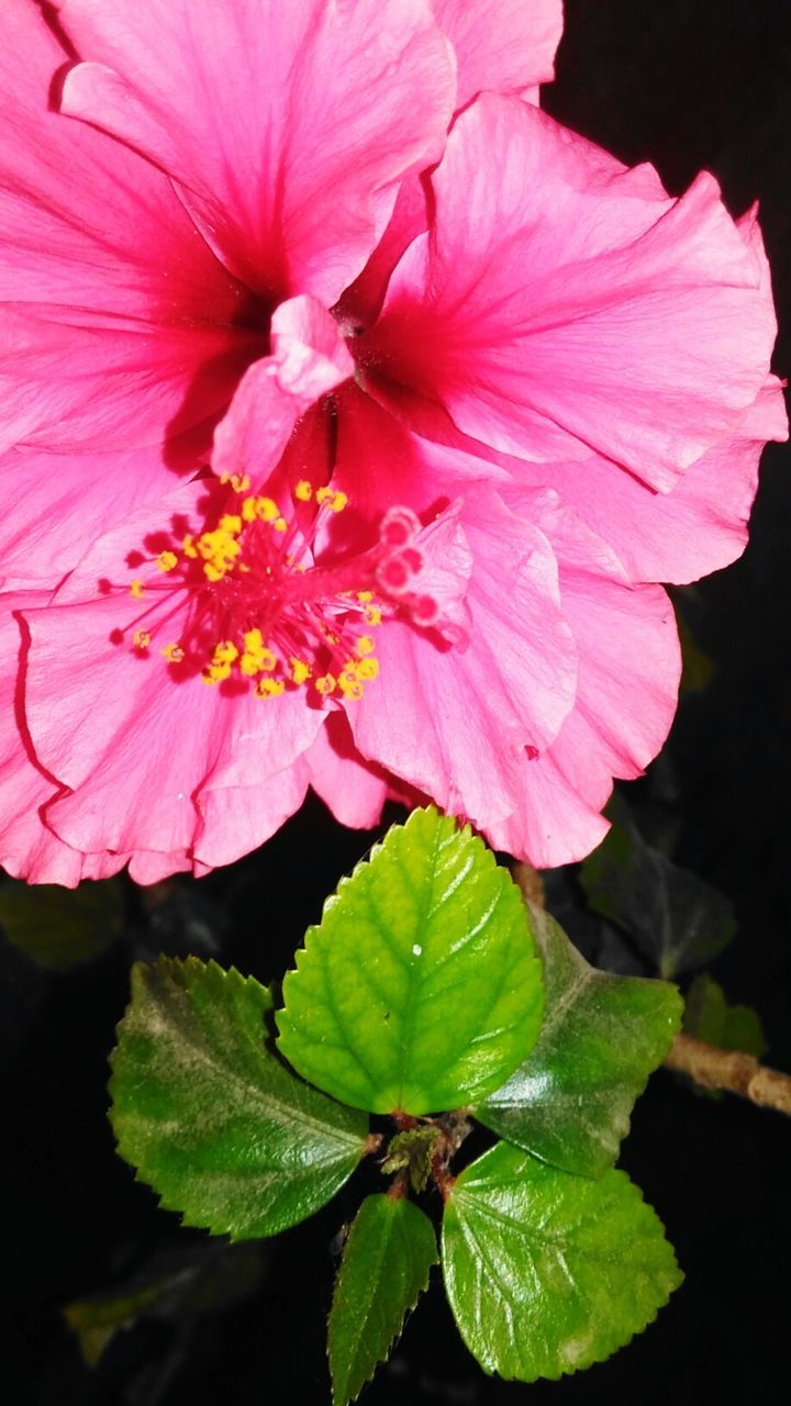 CLOSE-UP OF PINK FLOWERS BLOOMING