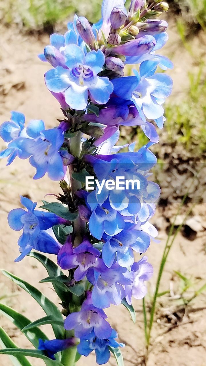 CLOSE-UP OF PURPLE FLOWERS BLOOMING OUTDOORS