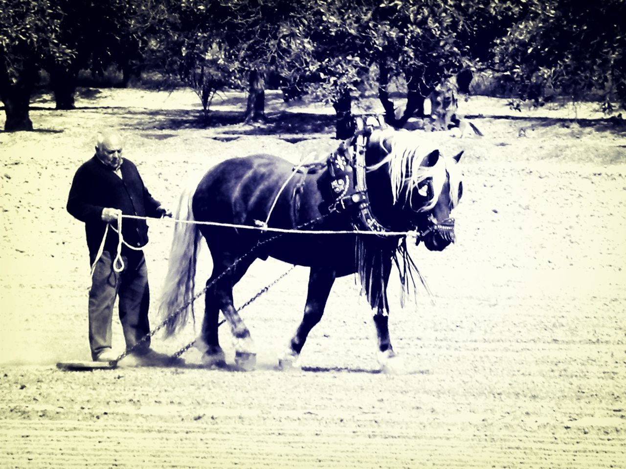 HORSES STANDING IN STABLE