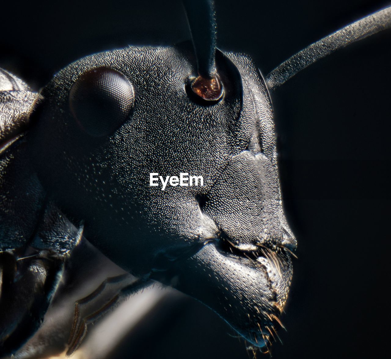 Close-up of insect against black background