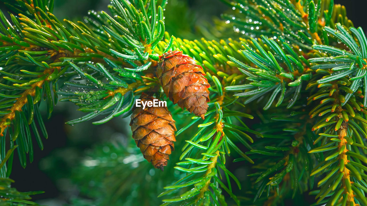 tree, branch, plant, coniferous tree, pine tree, pinaceae, spruce, fir, christmas tree, nature, green, pine cone, leaf, no people, plant part, needle - plant part, conifer cone, pine, close-up, beauty in nature, outdoors, holiday, focus on foreground, growth, day, food and drink, food, environment, evergreen