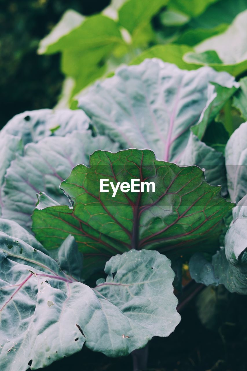 Close-up of cabbage