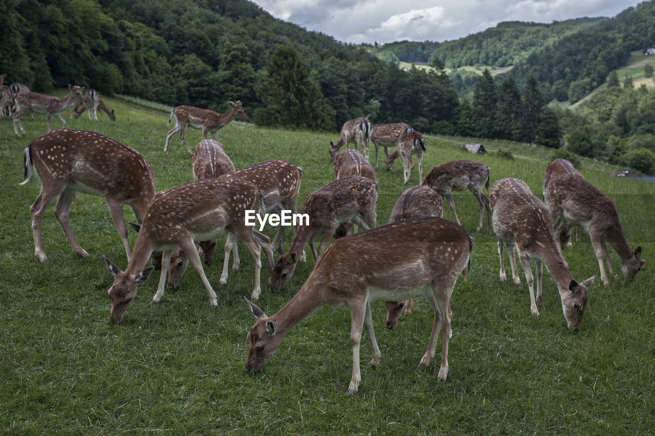 DEER GRAZING IN A FIELD